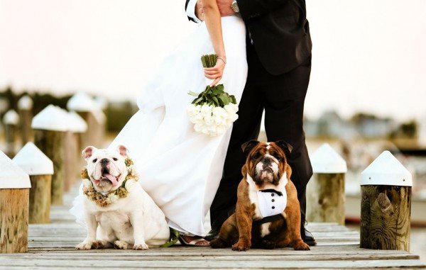 pets at weddings, impresss your guests, wedding ideas at Panama City wedding venue, Capt Anderson's Event Center